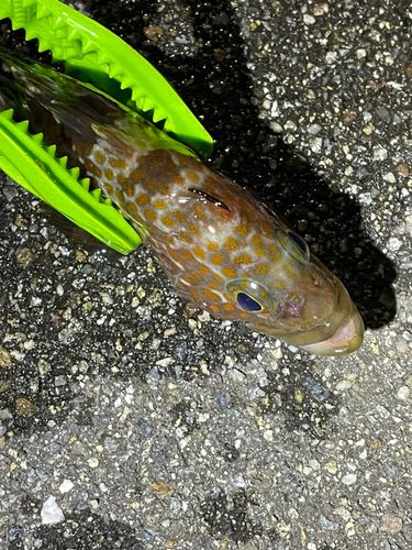 キジハタの釣果