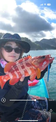 アカハタの釣果