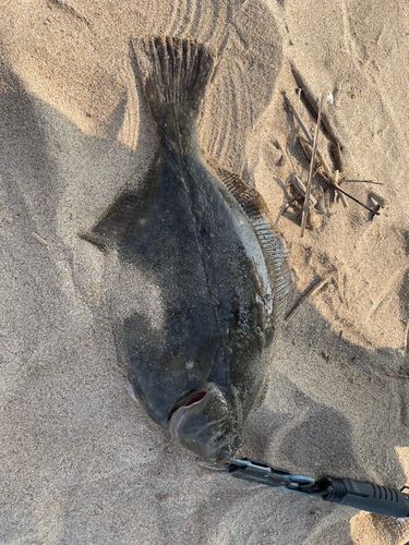 イシガレイの釣果