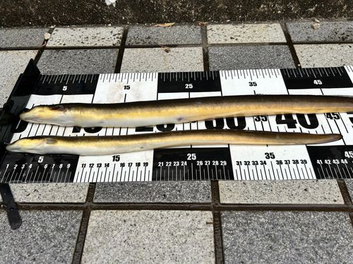ウナギの釣果