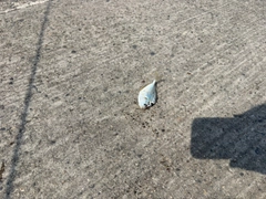 チャリコの釣果