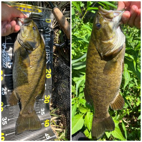 スモールマウスバスの釣果