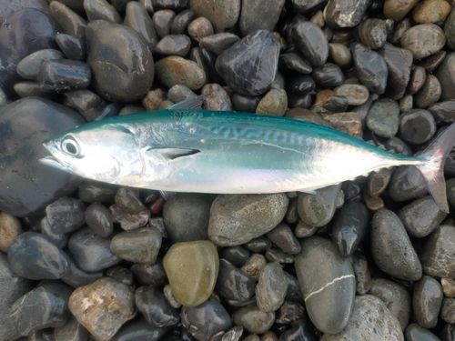 カツオの釣果