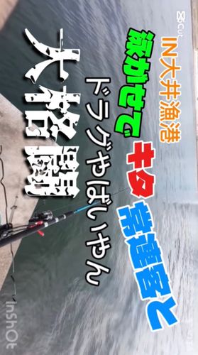 アカエイの釣果