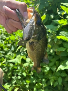 ブラックバスの釣果