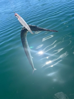 オキザヨリの釣果
