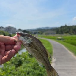 ブラックバス