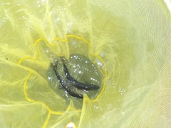 アユの釣果