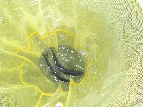 アユの釣果