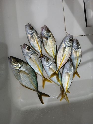 シマアジの釣果