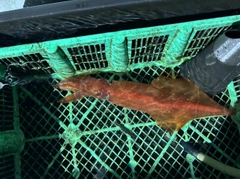 ケンサキイカの釣果