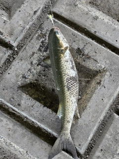 ボラの釣果