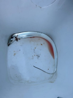 タチウオの釣果