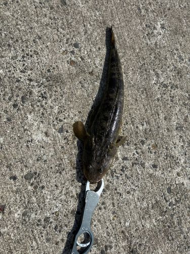 マゴチの釣果
