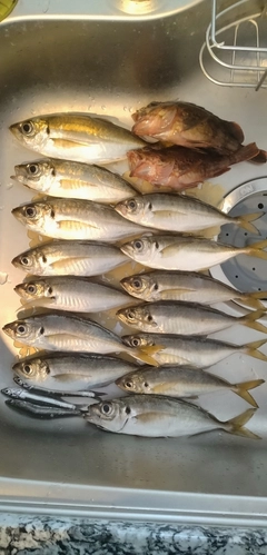 アジの釣果