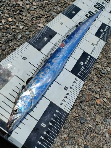 タチウオの釣果