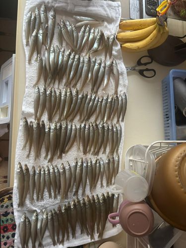キスの釣果