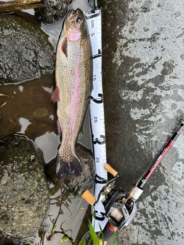 ニジマスの釣果