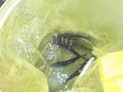 アユの釣果