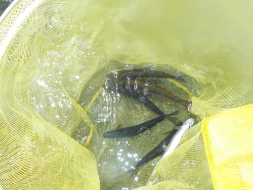 アユの釣果