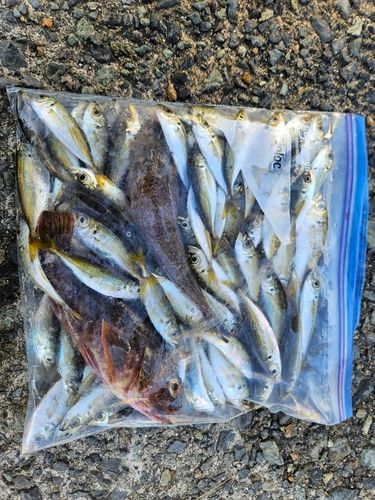 アジの釣果