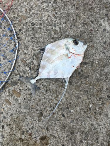 イトヒキアジの釣果