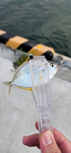 ヒイラギの釣果