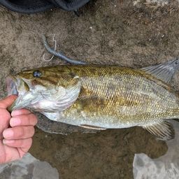 スモールマウスバス