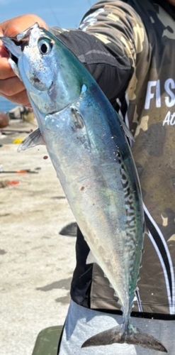 ソウダガツオの釣果