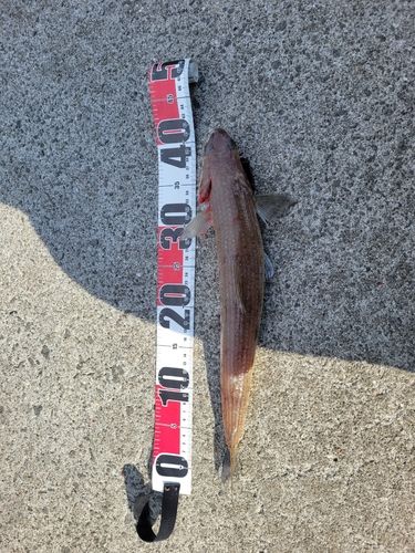 エソの釣果