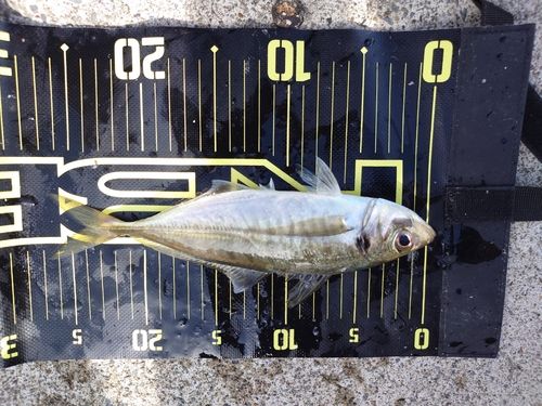 マアジの釣果