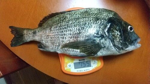 クロダイの釣果