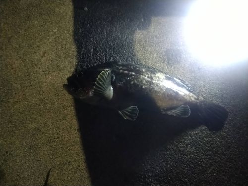 クロソイの釣果