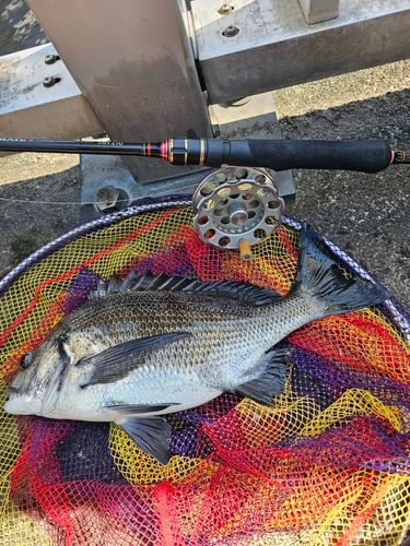 クロダイの釣果