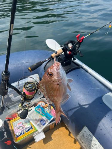 マダイの釣果