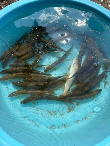 アユの釣果