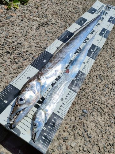 タチウオの釣果