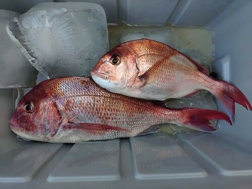 マダイの釣果