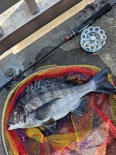 クロダイの釣果