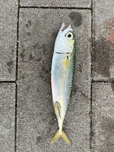 サバの釣果