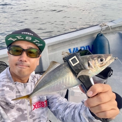 マアジの釣果