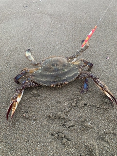 ワタリガニの釣果