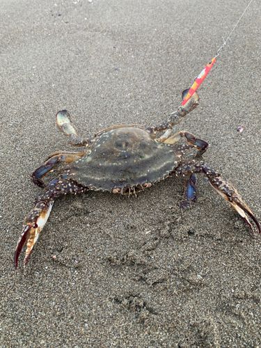 ワタリガニの釣果