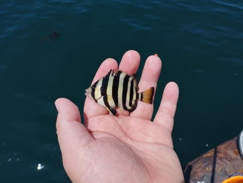 イシダイの釣果