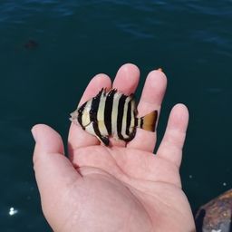 イシダイ