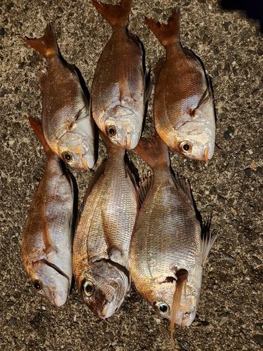 マダイの釣果
