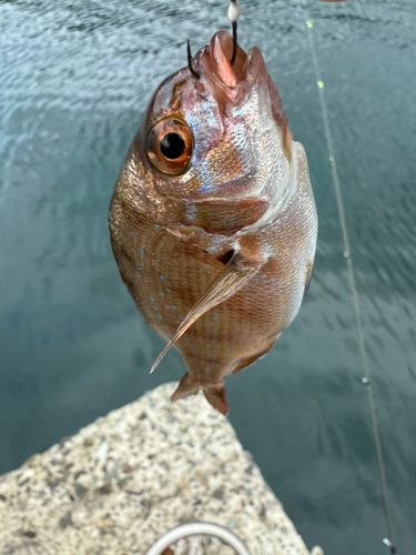 チャリコの釣果