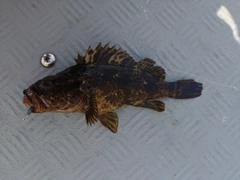 タケノコメバルの釣果