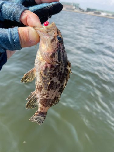タケノコメバルの釣果