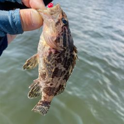 タケノコメバル